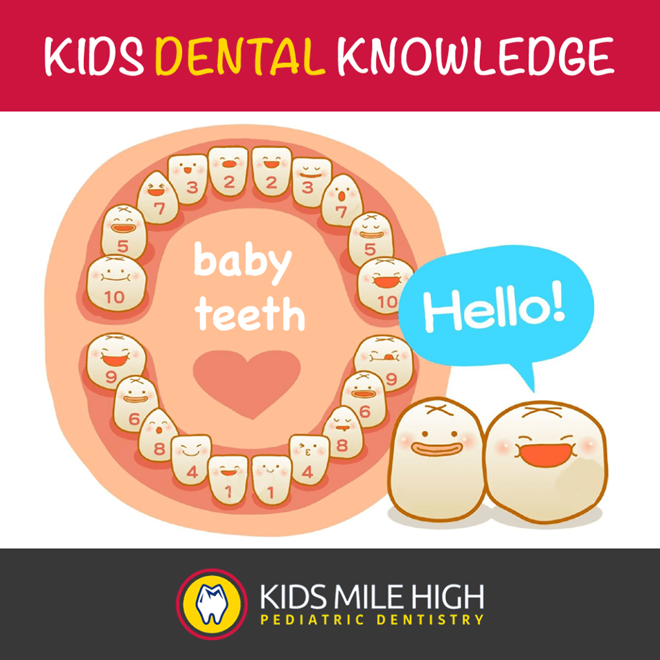 Did you know this is the order your teeth come in? You're building a #smile day by day! (well... month by month!)